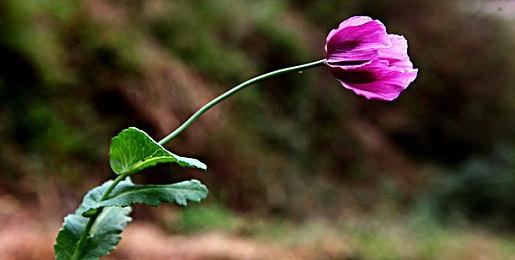 《VR战士》新作介绍视频 沃夫确认参战